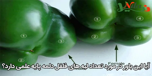 آیا این باور در مورد تعداد لبه‌ های فلفل دلمه پایه علمی دارد؟