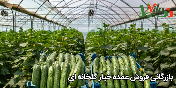 بازرگانی فروش عمده خیار گلخانه‌ ای