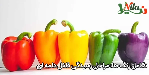 تکامل رنگ‌ ها: مراحل رسیدگی فلفل دلمه‌ ای