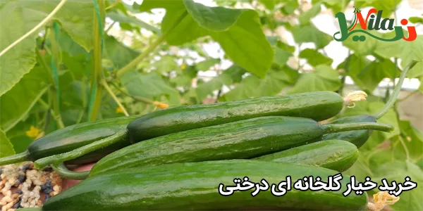 خرید خیار گلخانه‌ ای درختی