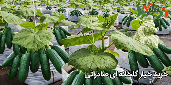 خرید خیار گلخانه‌ ای صادراتی
