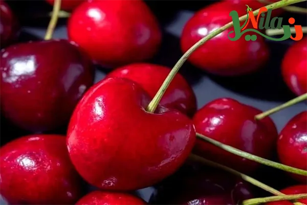خرید عمده گیلاس - قیمت خرید گیلاس مرغوب و صادراتی