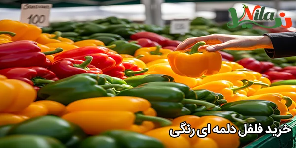 خرید فلفل دلمه‌ ای رنگی