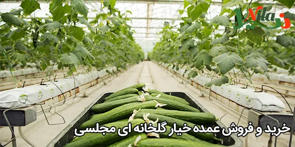 خرید و فروش عمده خیار گلخانه‌ ای مجلسی
