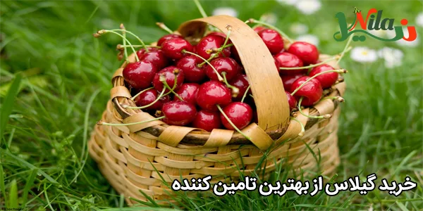خرید گیلاس از بهترین تامین کننده