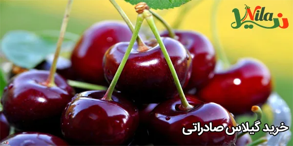 خرید گیلاس صادراتی
