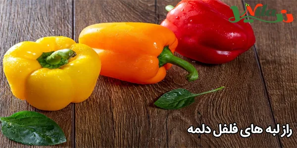 راز لبه‌ های فلفل دلمه