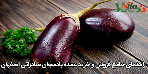 راهنمای جامع فروش و خرید عمده بادمجان صادراتی اصفهان