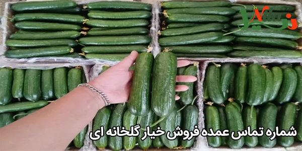 شماره تماس عمده فروش خیار گلخانه‌ ای