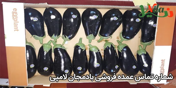 شماره تماس عمده فروشی بادمجان لامپی