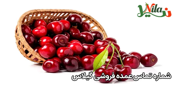 شماره تماس عمده فروشی گیلاس