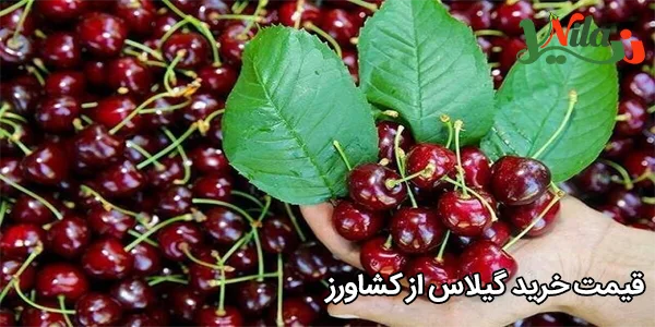 قیمت خرید گیلاس از کشاورز