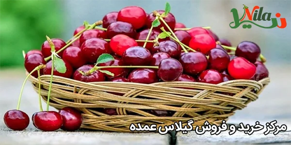 مرکز خرید و فروش گیلاس عمده
