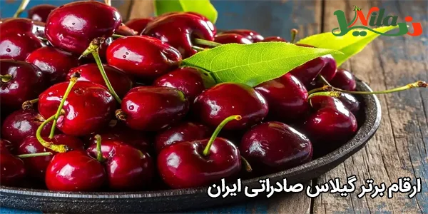 ارقام برتر گیلاس صادراتی ایران
