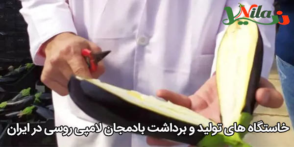 خاستگاه‌ های تولید و برداشت بادمجان لامپی روسی در ایران