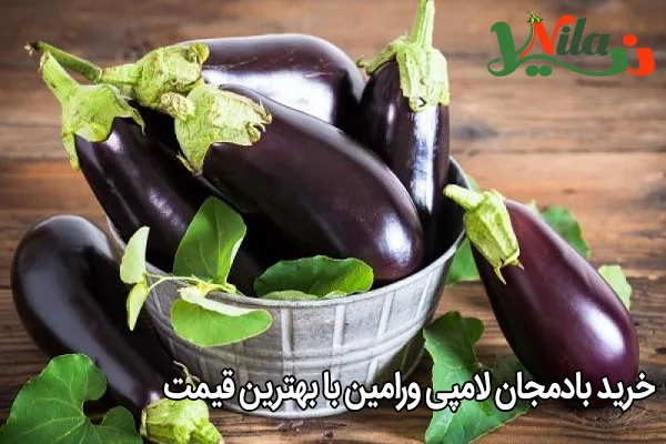 خرید بادمجان لامپی ورامین با بهترین قیمت
