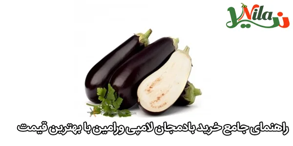 راهنمای جامع خرید بادمجان لامپی ورامین با بهترین قیمت