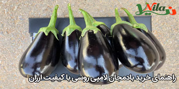 راهنمای خرید بادمجان لامپی روسی با کیفیت ارزان