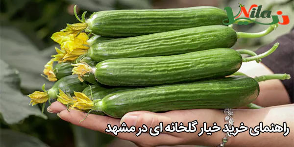راهنمای خرید خیار گلخانه‌ ای در مشهد