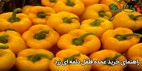 راهنمای خرید عمده فلفل دلمه‌ ای زرد