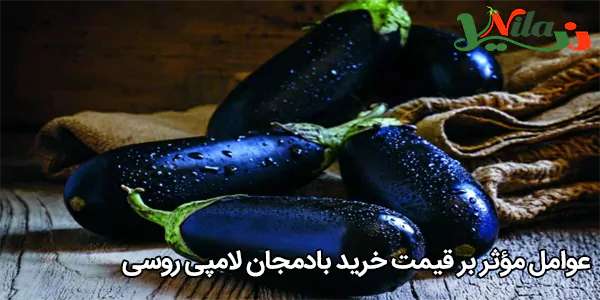 عوامل مؤثر بر قیمت خرید بادمجان لامپی روسی