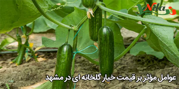 عوامل مؤثر بر قیمت خیار گلخانه‌ ای در مشهد