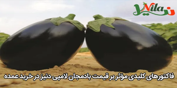 فاکتورهای کلیدی مؤثر بر قیمت بادمجان لامپی دنیز در خرید عمده