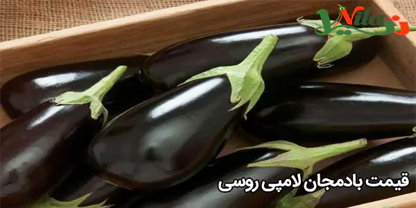 قیمت بادمجان لامپی روسی