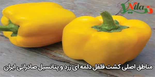 مناطق اصلی کشت فلفل دلمه‌ ای زرد و پتانسیل صادراتی ایران