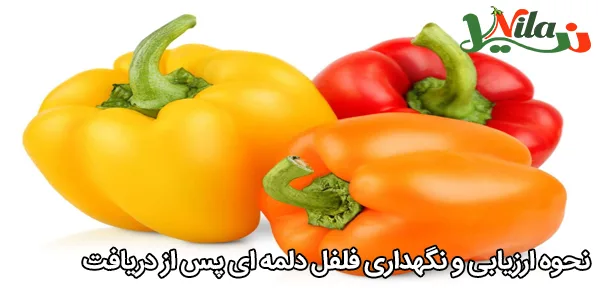 نحوه ارزیابی و نگهداری فلفل دلمه‌ ای پس از دریافت