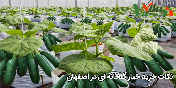 نکات خرید خیار گلخانه ای در اصفهان