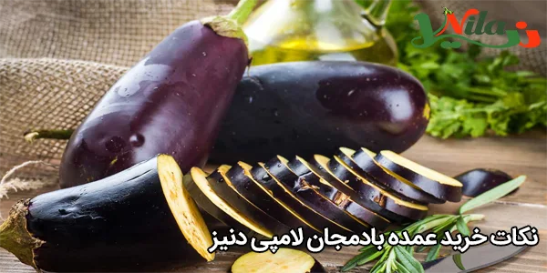 نکات خرید عمده بادمجان لامپی دنیز