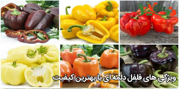 ویژگی‌ های فلفل دلمه‌ ای با بهترین کیفیت