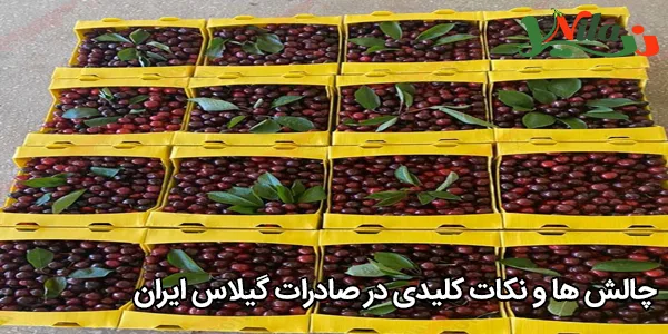 چالش‌ ها و نکات کلیدی در صادرات گیلاس ایران
