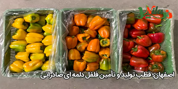 اصفهان؛ قطب تولید و تأمین فلفل دلمه‌ ای صادراتی