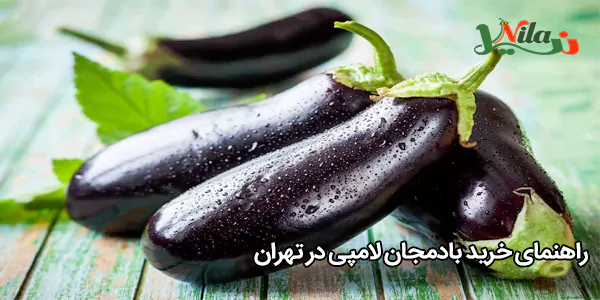 راهنمای خرید بادمجان لامپی در تهران