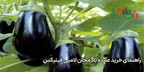 راهنمای خرید عمده بادمجان لامپی فینیکس