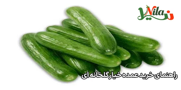 راهنمای خرید عمده خیار گلخانه ای