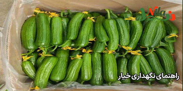 راهنمای نگهداری خیار