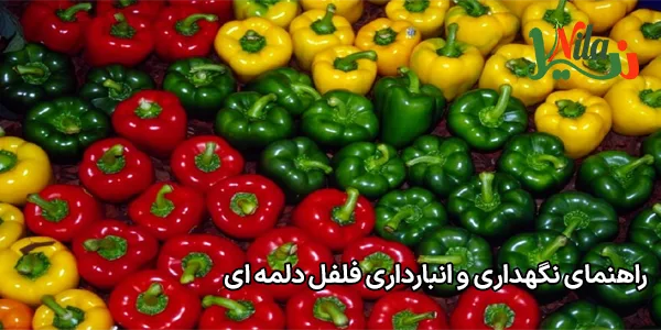 راهنمای نگهداری و انبارداری فلفل دلمه‌ ای