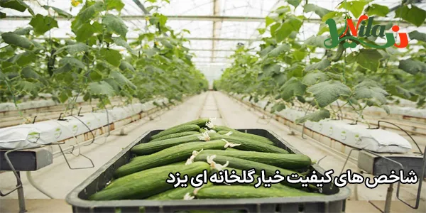 شاخص‌ های کیفیت خیار گلخانه‌ ای یزد