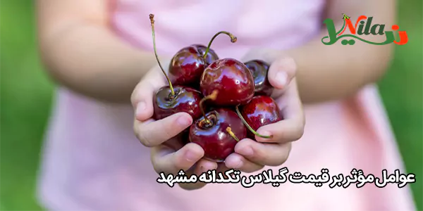 عوامل مؤثر بر قیمت گیلاس تکدانه مشهد