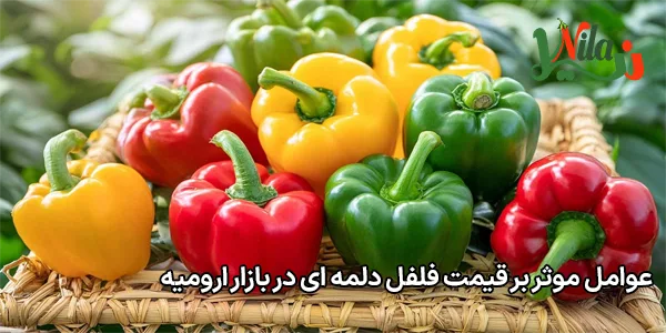 عوامل موثر بر قیمت فلفل دلمه‌ ای در بازار ارومیه