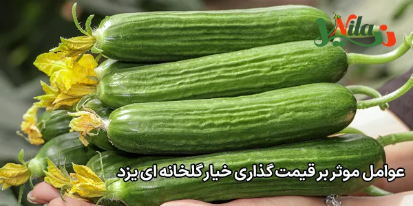 عوامل موثر بر قیمت‌ گذاری خیار گلخانه‌ ای یزد