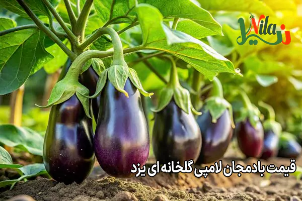 قیمت بادمجان لامپی گلخانه ای یزد