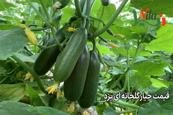 قیمت خیار گلخانه ای یزد