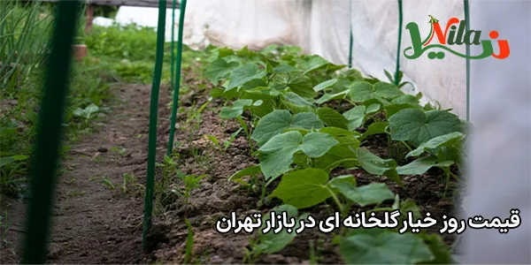 قیمت روز خیار گلخانه ای در بازار تهران