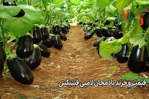 قیمت و خرید بادمجان لامپی فینیکس