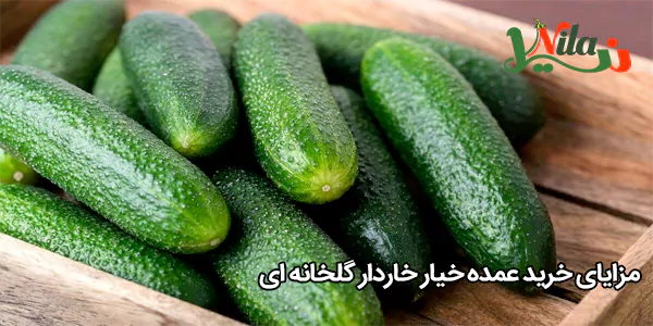 مزایای خرید عمده خیار خاردار گلخانه‌ ای