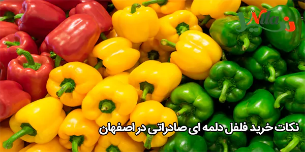 نکات خرید فلفل دلمه‌ ای صادراتی در اصفهان